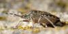 Rhaphigaster nebulosa